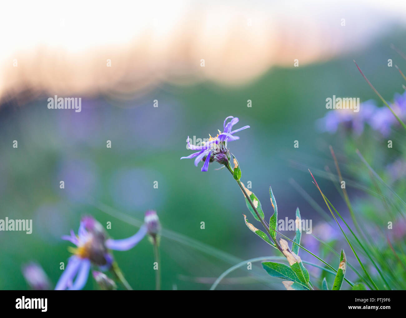 Ein Foto von einem wilden Blume Stockfoto
