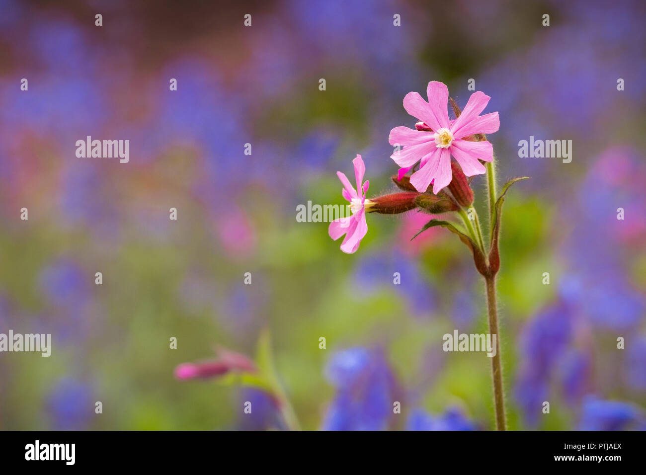 Red Campion unter einheimischen Britischen bluebells Blühen in den Wald. Stockfoto