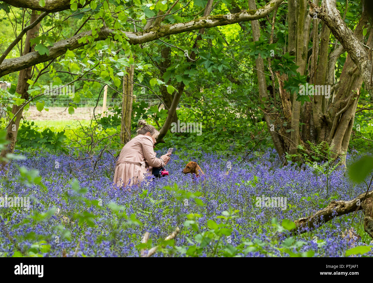 Einen Hund fotografieren unter einheimischen Britischen bluebells Blühen in den Wald. Stockfoto