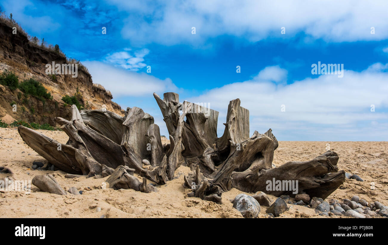 Verwitterter Baumstrunk bei Covehithe Strand an der Küste von Suffolk. Stockfoto
