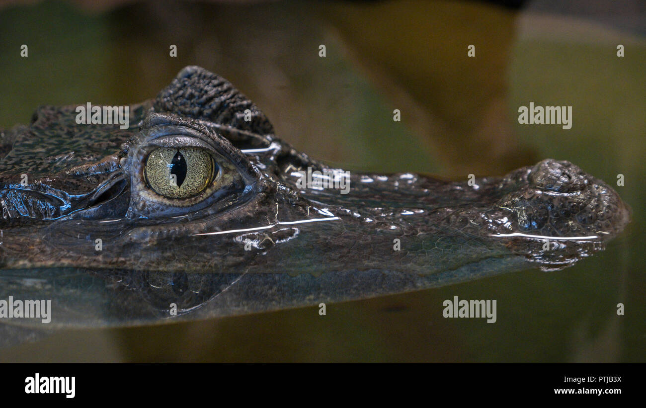 Ein jugendlicher Krokodil im Wasser. Stockfoto