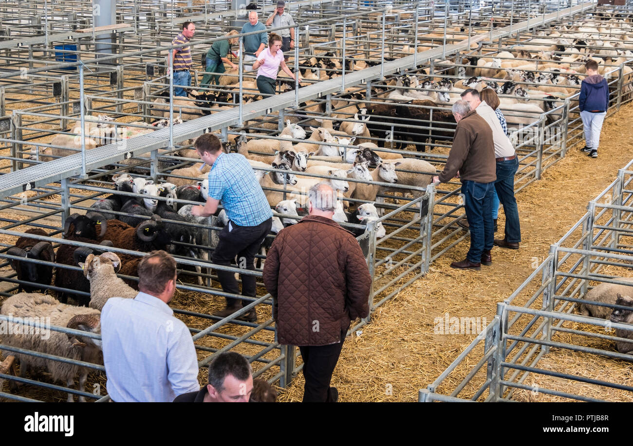 Käufer und Verkäufer unter den Schafhürden in Melton Mowbray Viehmarkt. Stockfoto