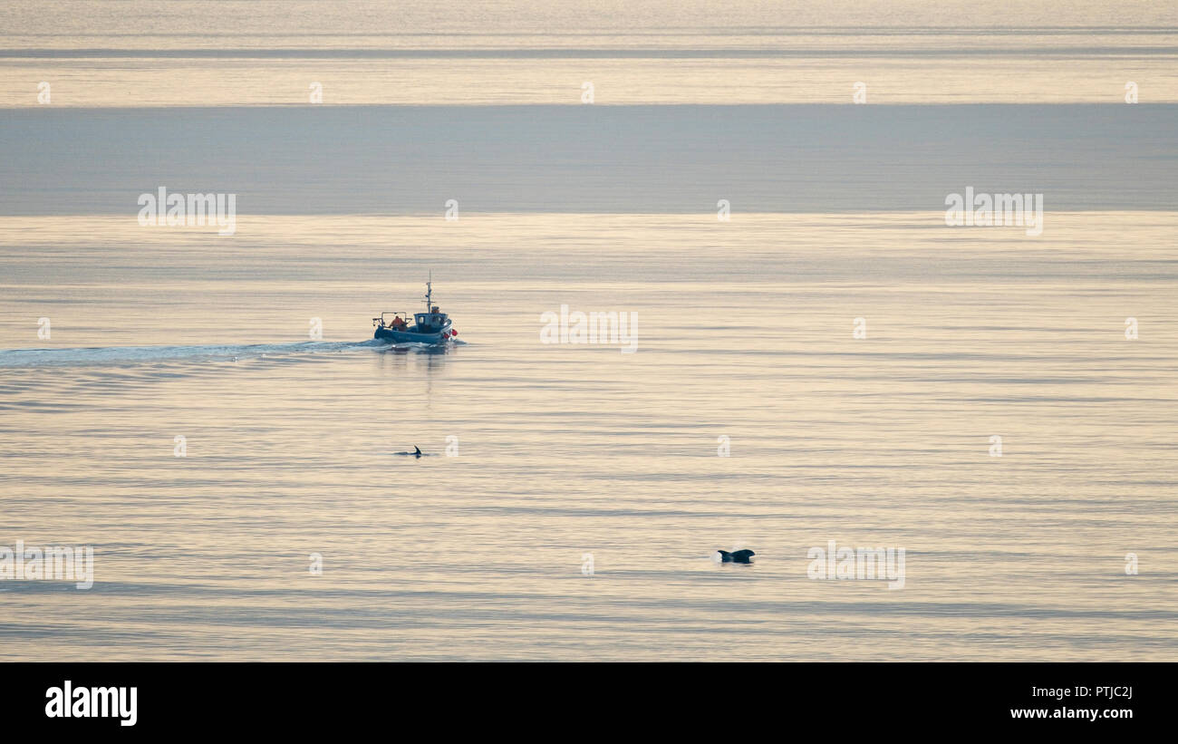 Ein Fischerboot auf ein ruhiges Meer mit Delfinen in der Nähe angeln. Stockfoto