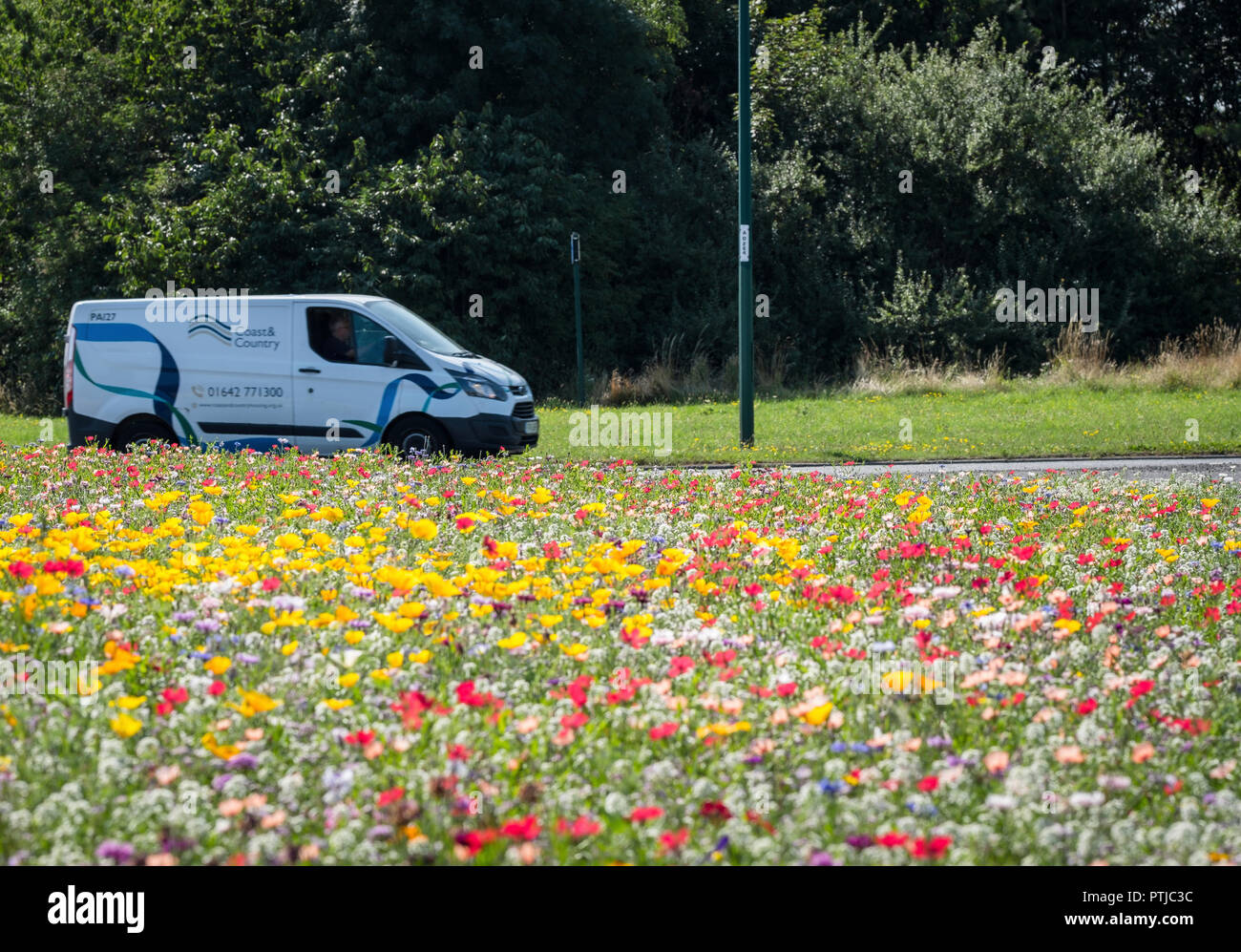Wilde Blumen blühen auf einen Kreisverkehr. Stockfoto