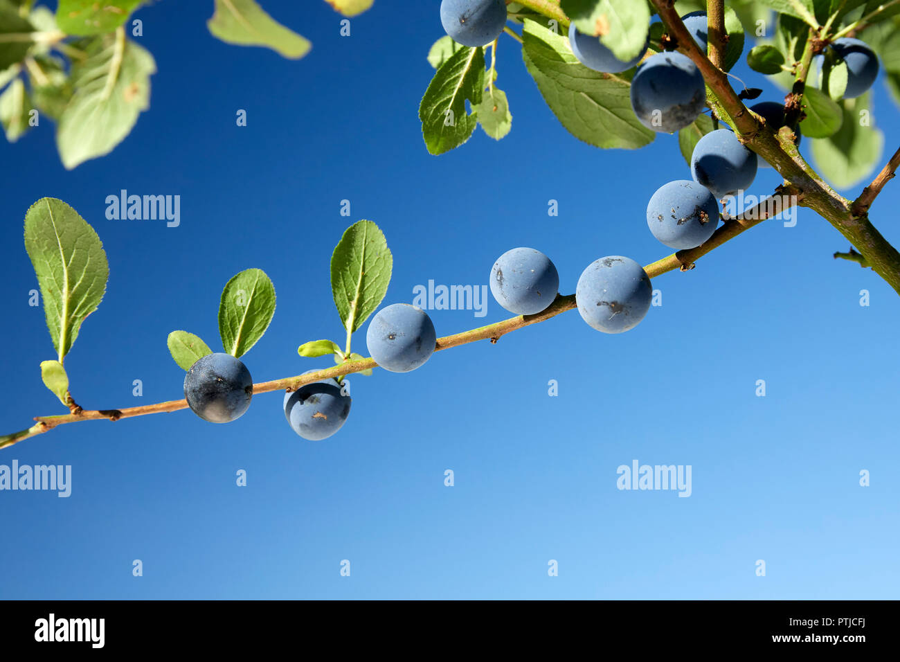 Prunus Spinosa Schlehe Schlehe auf einem Zweig UK Stockfoto