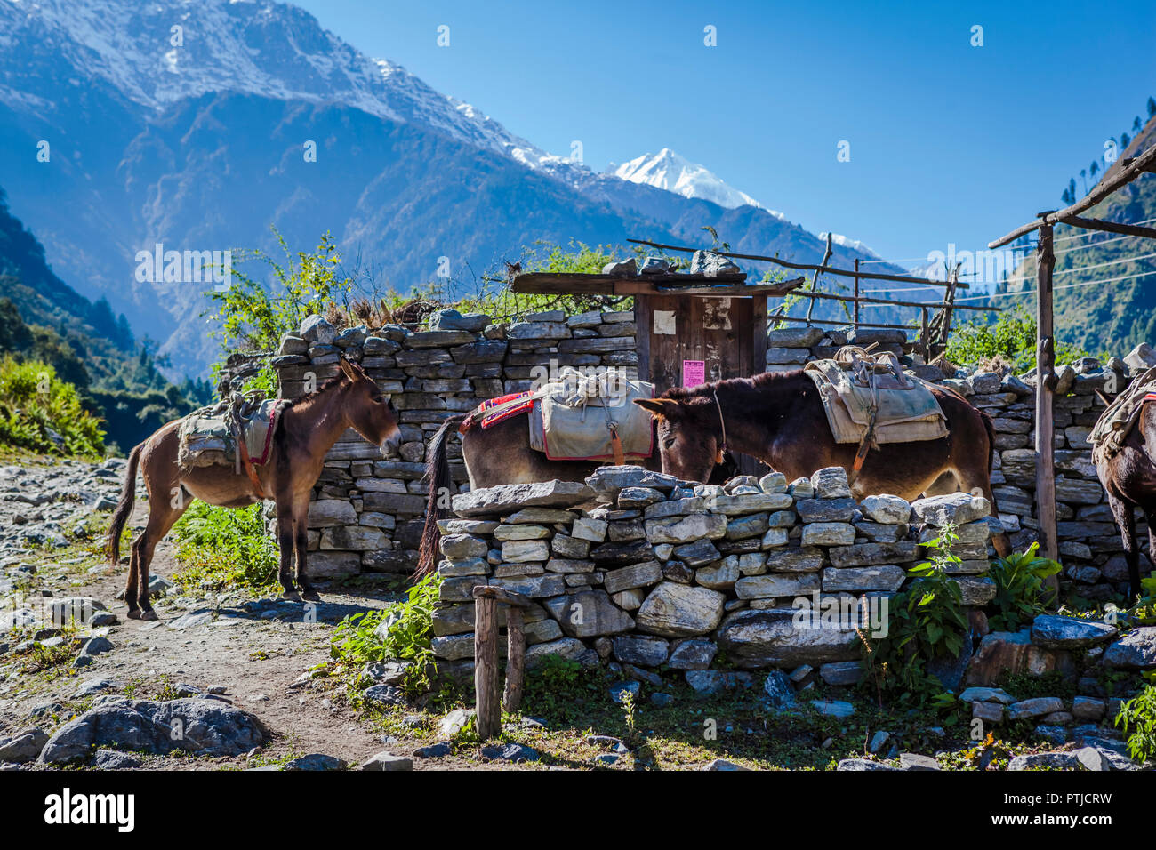 Maultiere ausruhen ausserhalb eines Dorfes. Stockfoto