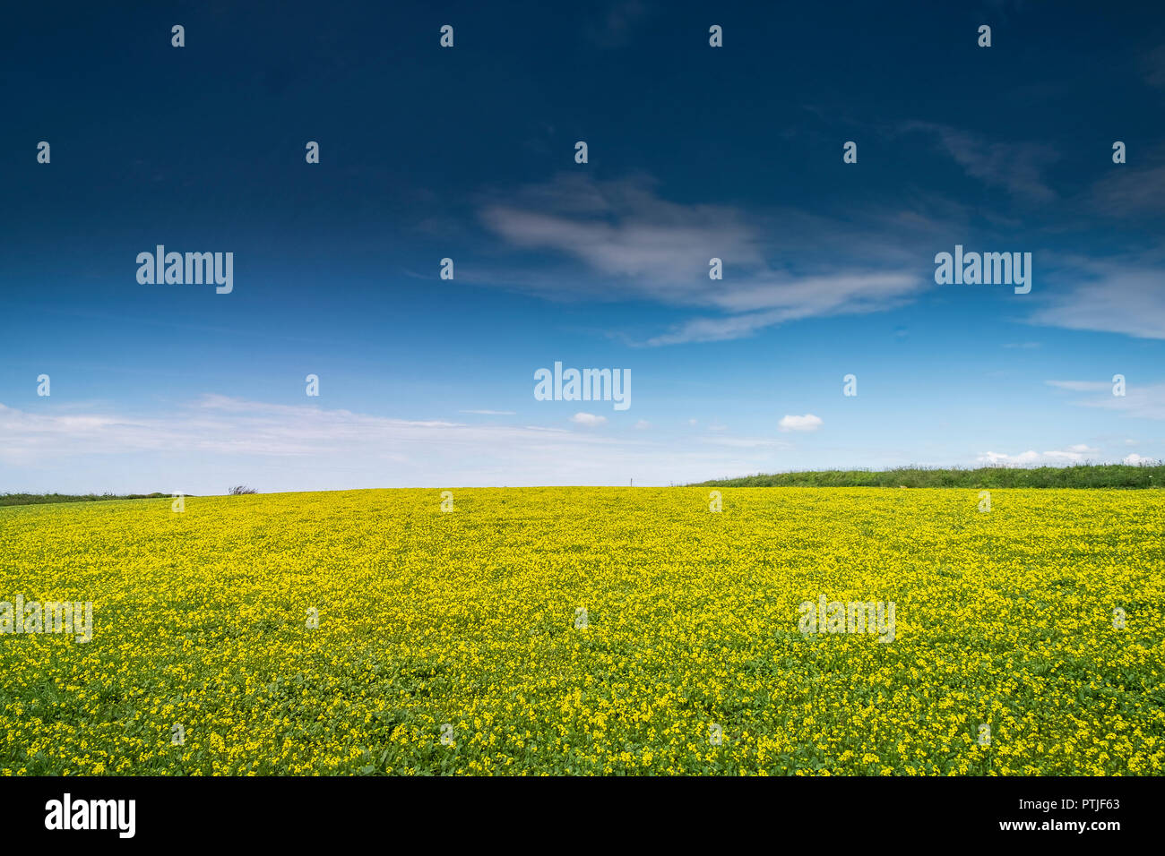 Ein Feld von wilden Senf auf West Pentire in Newquay in Cornwall. Stockfoto