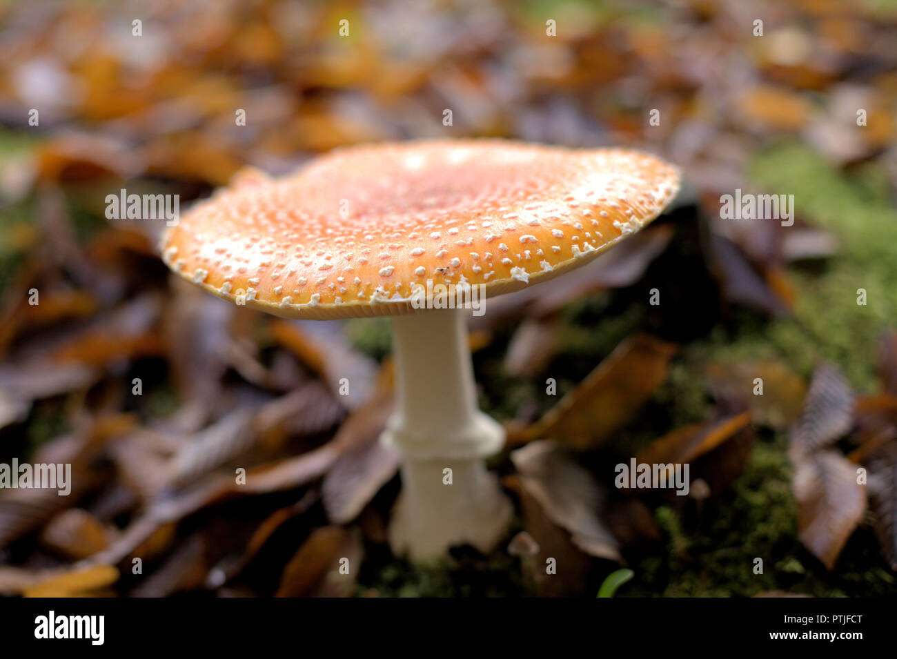 Nahaufnahme eines Amanita muscaria guessowii, eine gelb-orange-rötlichen halluzinogene Pilze mit weißem Warzen, in BC, mit braunen Blätter im Herbst Stockfoto