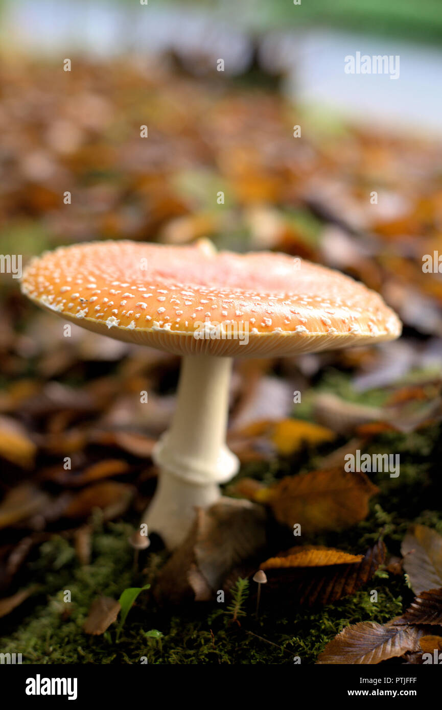 Nahaufnahme eines Amanita muscaria guessowii, eine gelb-orange-rötlichen halluzinogene Pilze mit weißem Warzen, in BC, mit braunen Blätter im Herbst Stockfoto