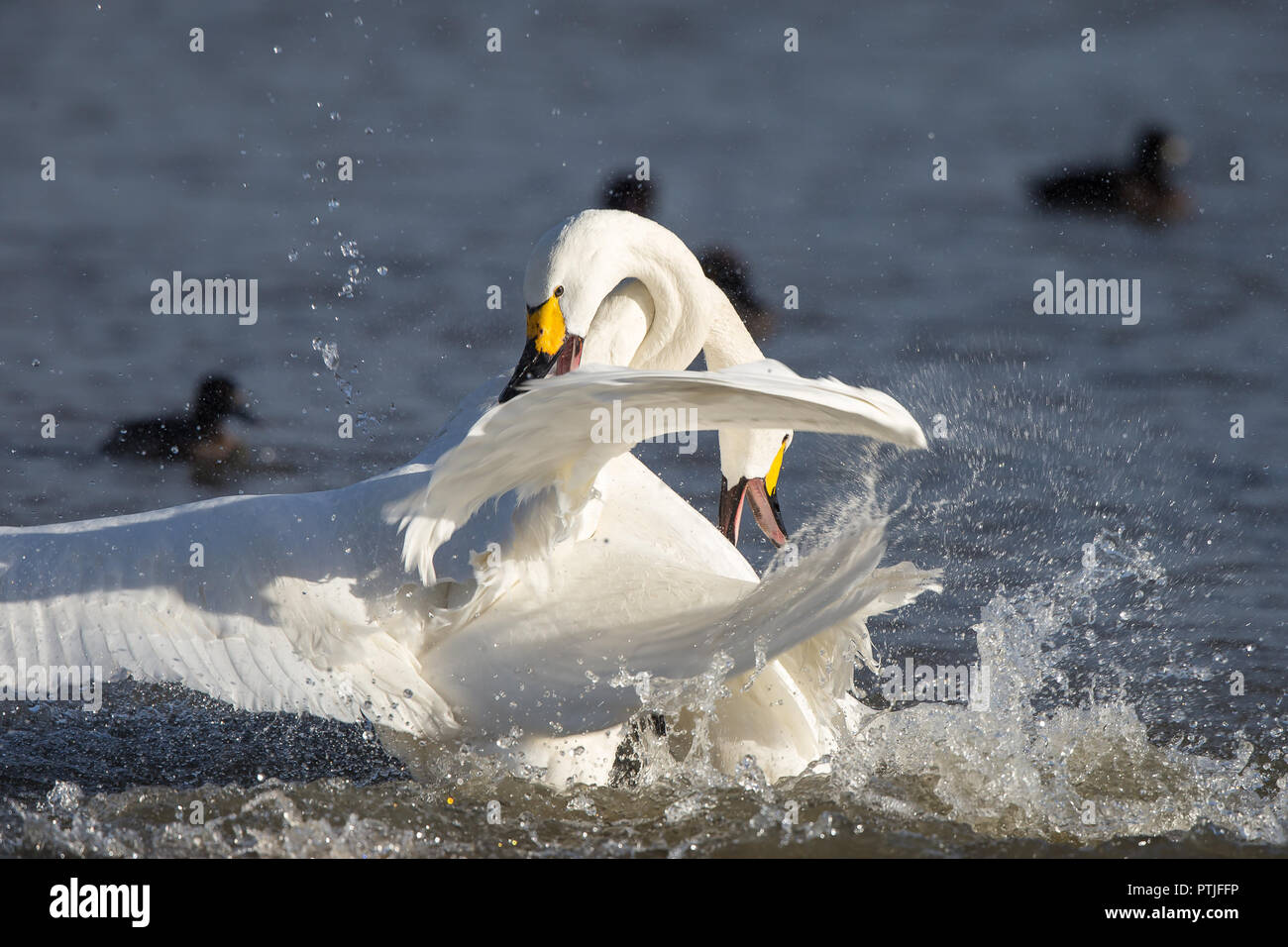 Dramatische Action Shot: Zwei aggressive Zwergschwäne (Cygnus columbianus) Hälse verstrickt, Flügel angehoben, Plantschen im harten Wasser Schlacht im Winter Sonne. Stockfoto