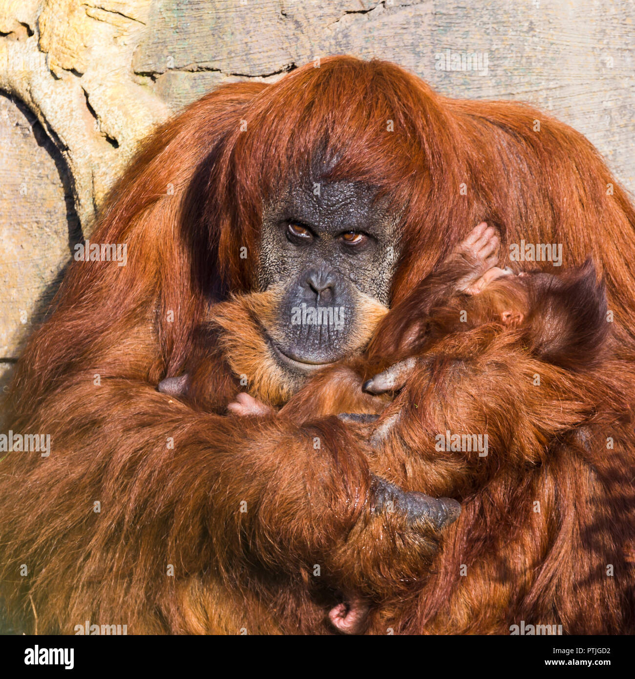 Ein Baby Sumatra Orang-Utans in die Arme seiner Mutter gehalten, da sie warm in der Sonne. Stockfoto