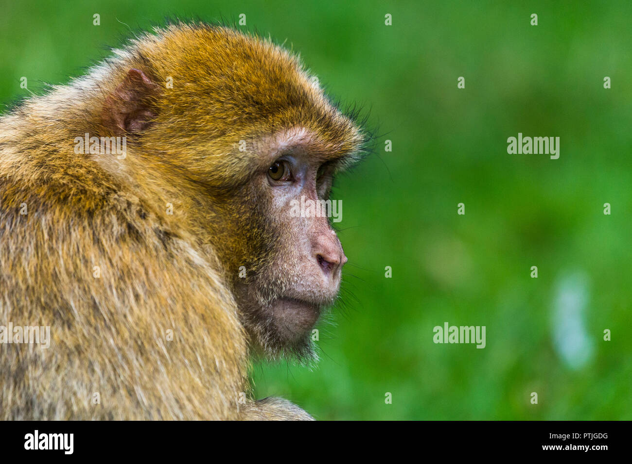 Nach Barbary macaque Blicke in die Ferne. Stockfoto