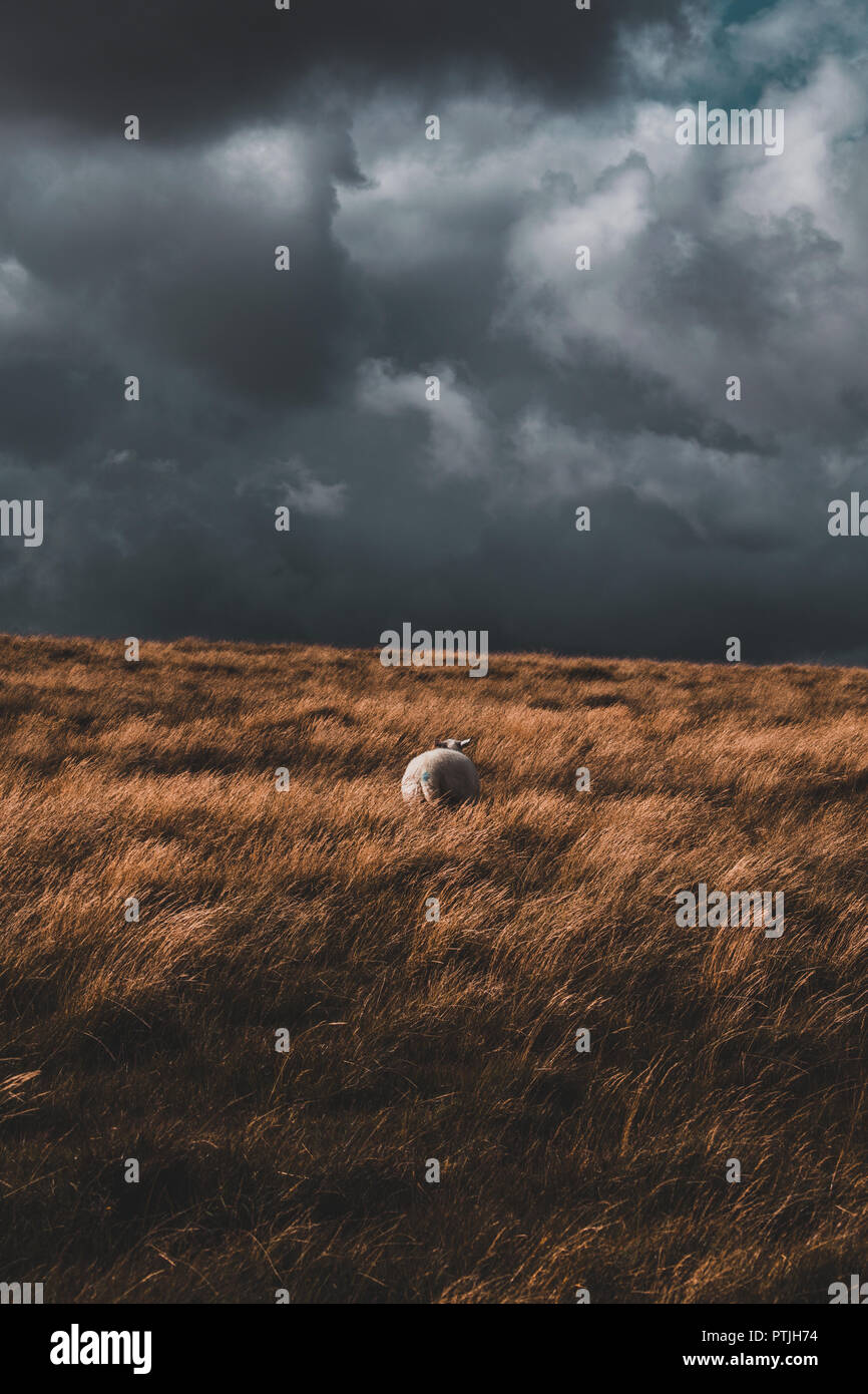 Dramatisches Bild eines einzelnen einsame Schafe auf Dartmoor im Vereinigten Königreich. Bild verfügt über einen stürmischen Himmel, lange wellige Gras und eine weiße Schafe. Stockfoto