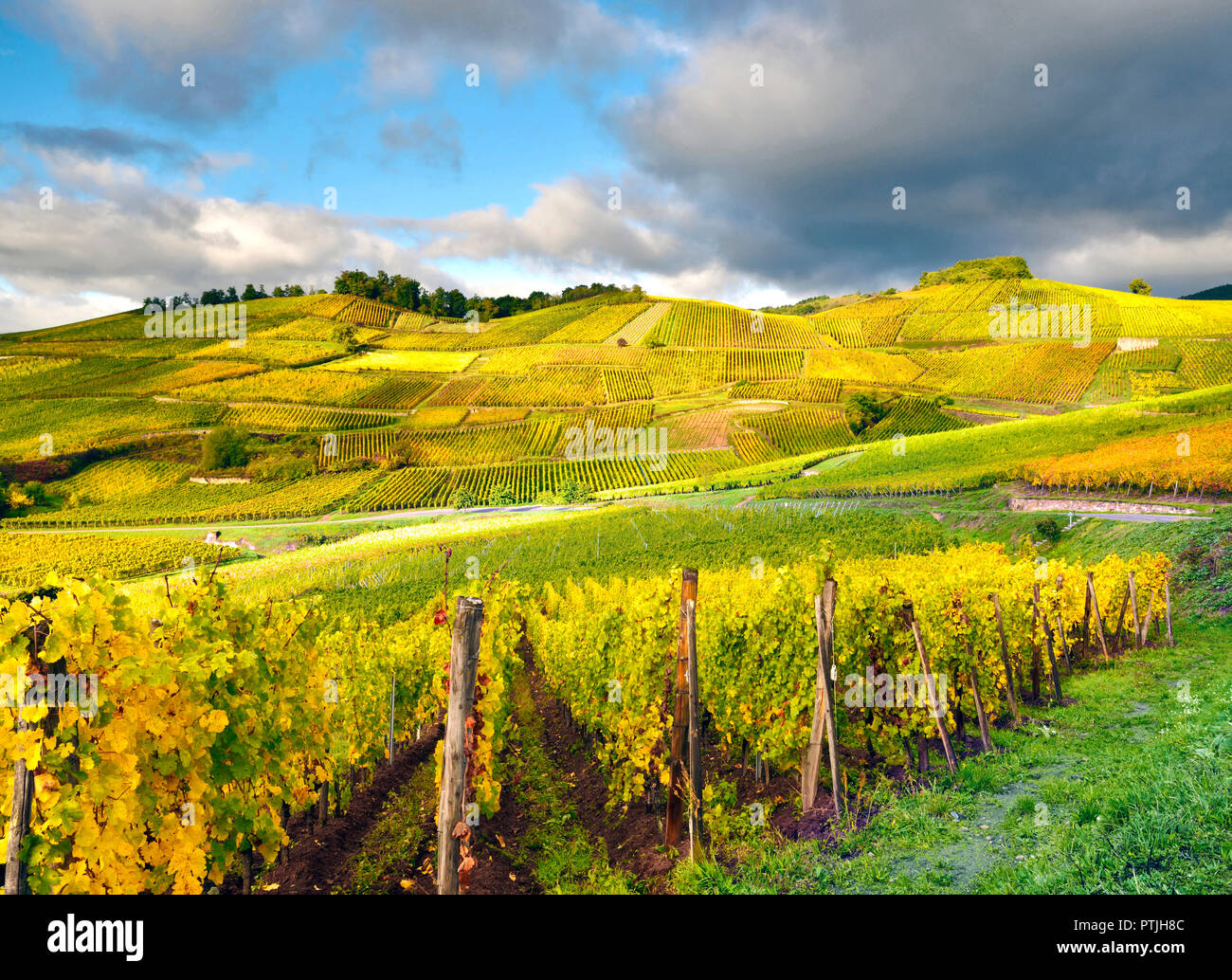 Ein Herbst Ansicht des Elsass Weinberge in der Nähe von Türkheim nach der Weinlese. Stockfoto