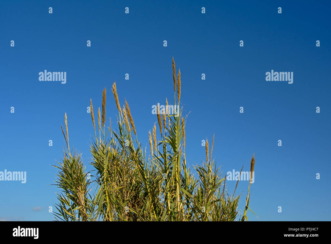 Federn des pfahlrohr Pflanzen auf einem blauen Himmel in der Mündung des Flusses Guadalhorce Naturschutzgebiet in Malaga - Arundo Donax Stockfoto