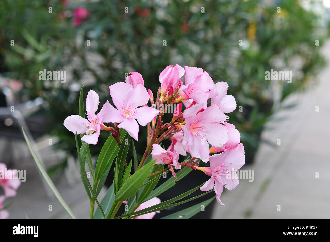 Zweig des Nerium oleander im Blumentopf in der Fußgängerzone einer Stadt mit rosa Blumen Stockfoto