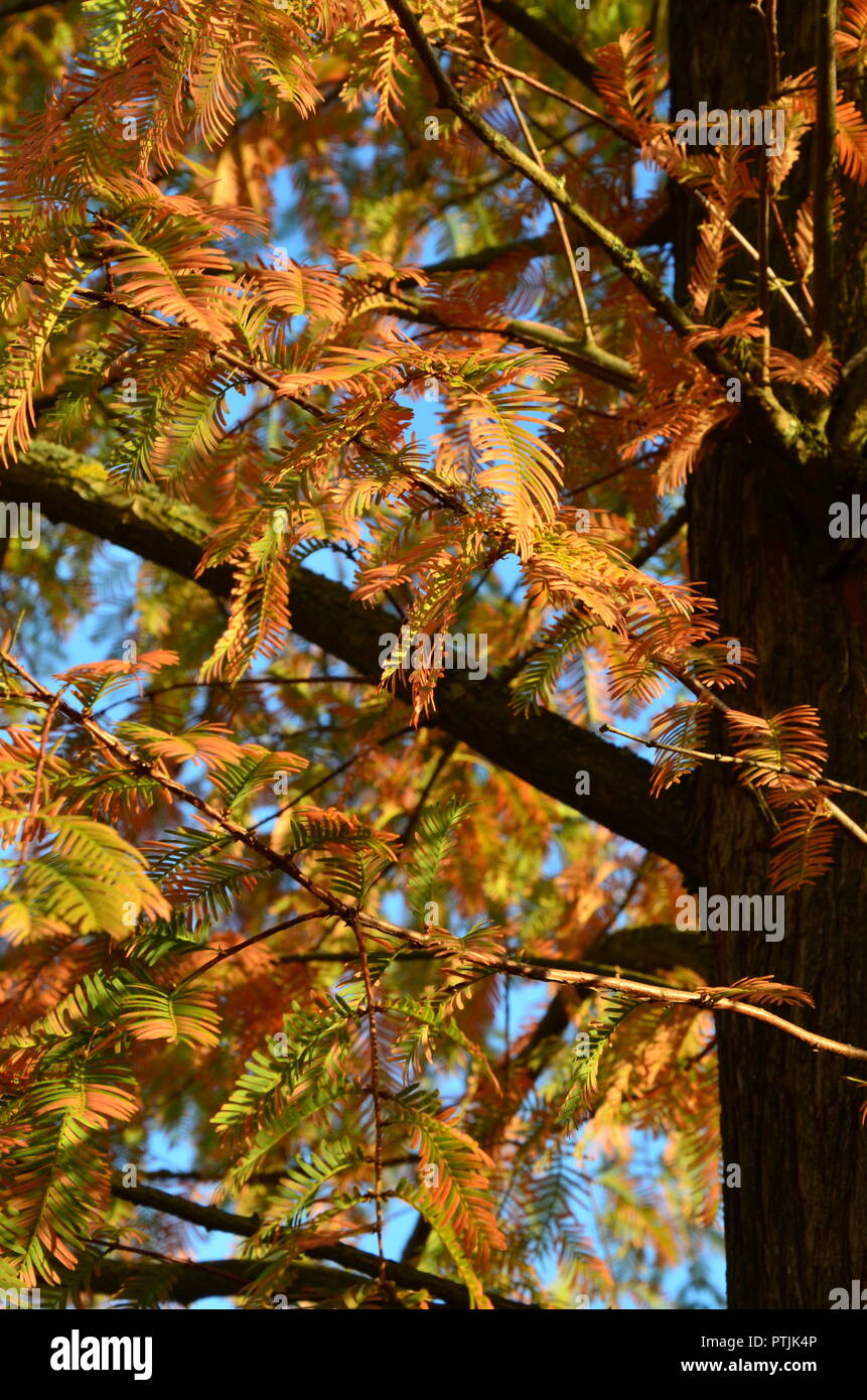 Redwood Baum im Herbst Farben, Herbst Laub, Tannennadeln, blauer Himmel, sonnig, Herbst Impressionen, Baum, Sequoia Stockfoto