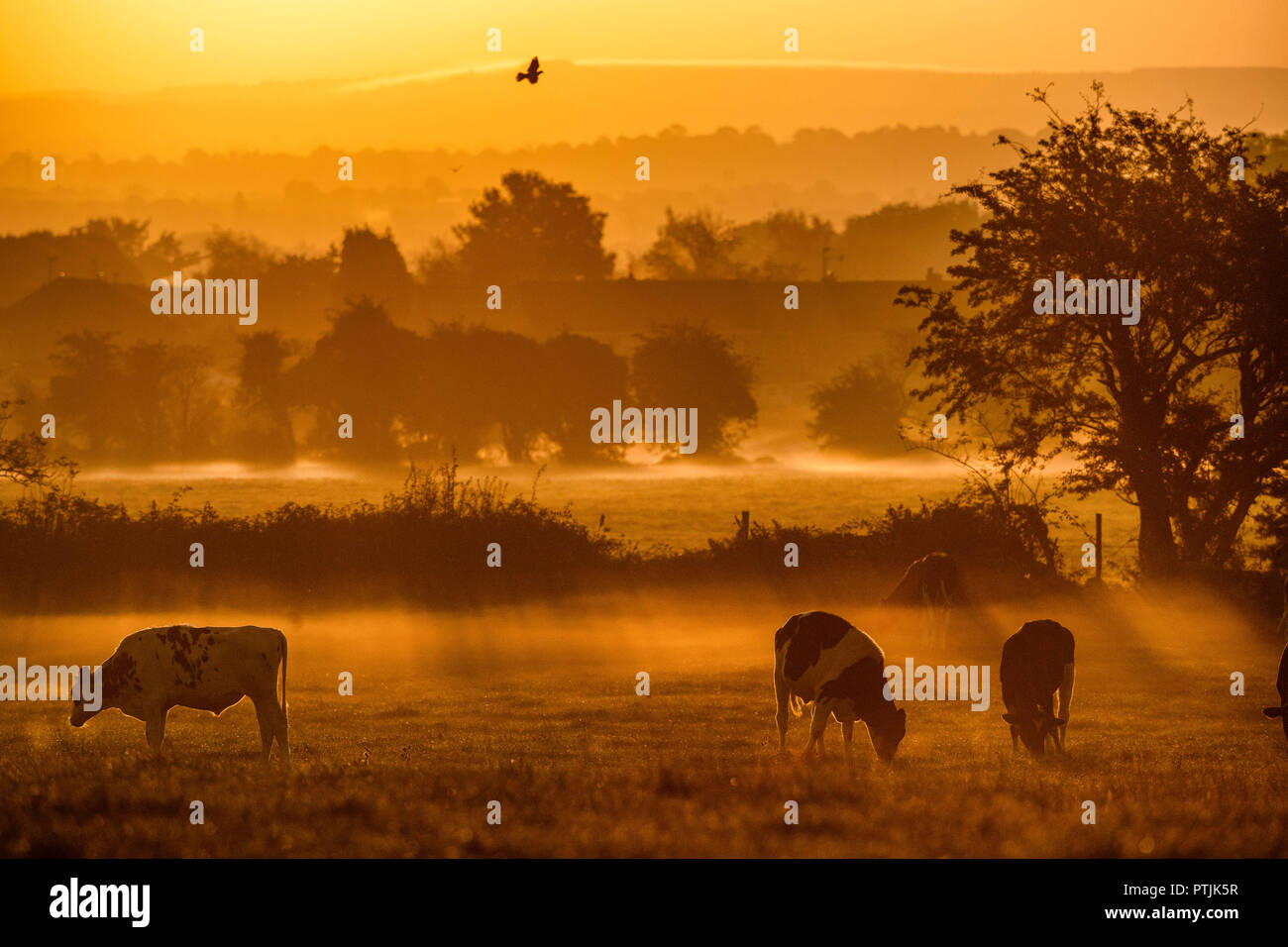 Die Sonne über einem Gebiet der Kühe auf Ackerland in der Nähe von Bradford-on-Avon in Wiltshire, da die Temperaturen für Oktober mild bleiben. Stockfoto