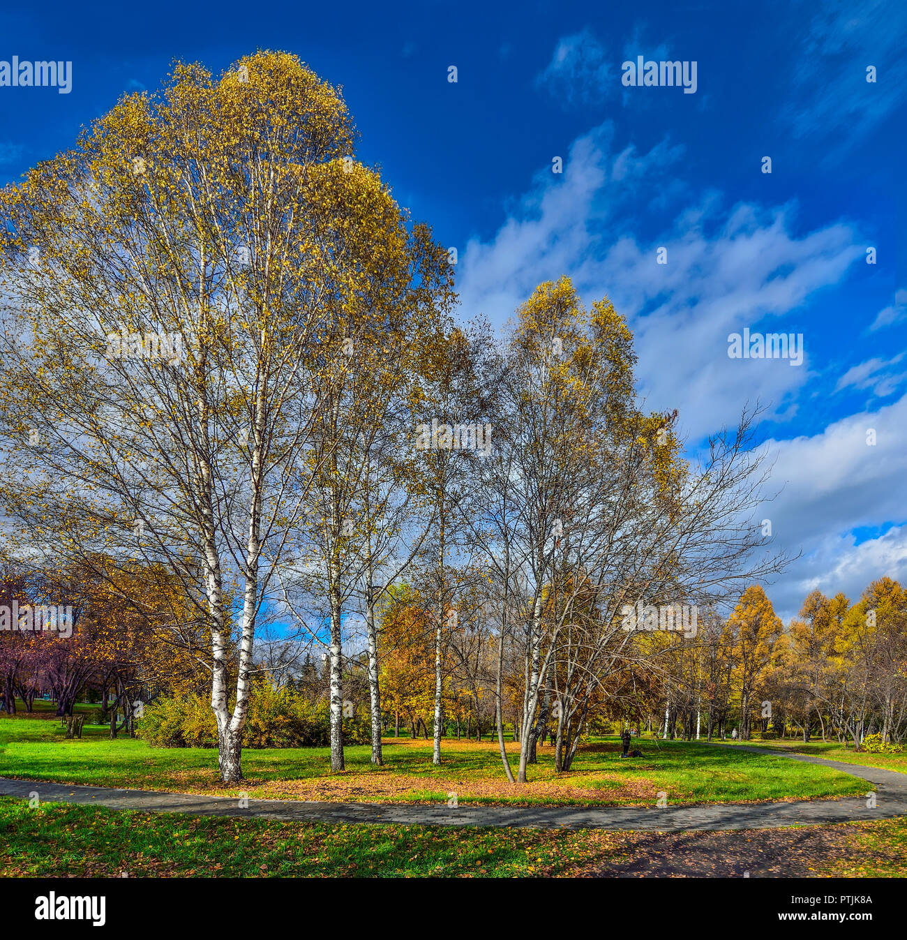 Schöne romantische Landschaft mit goldenen Blätter der Birken im herbstlichen Stadtpark - helle Herbst Hintergrund bei warmen und sonnigen Oktober Tag mit blauem Himmel Stockfoto