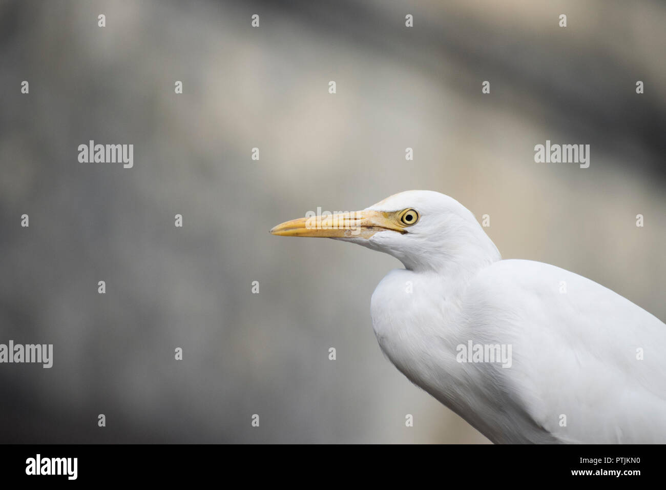 Weiße Vogel mit gelbem Schnabel Stockfoto