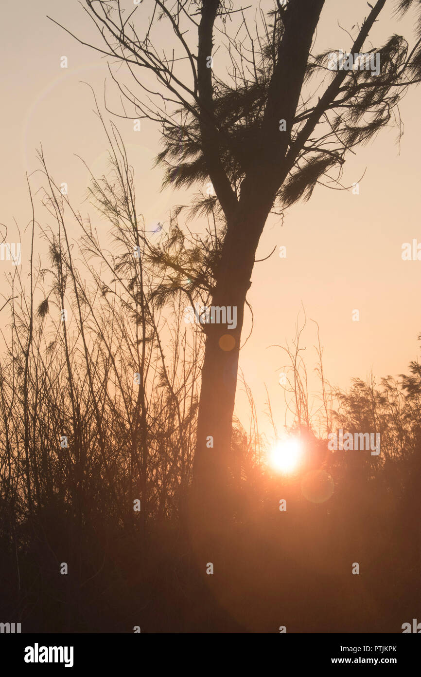 Silhouette von Baum- und Sonnenuntergang Stockfoto