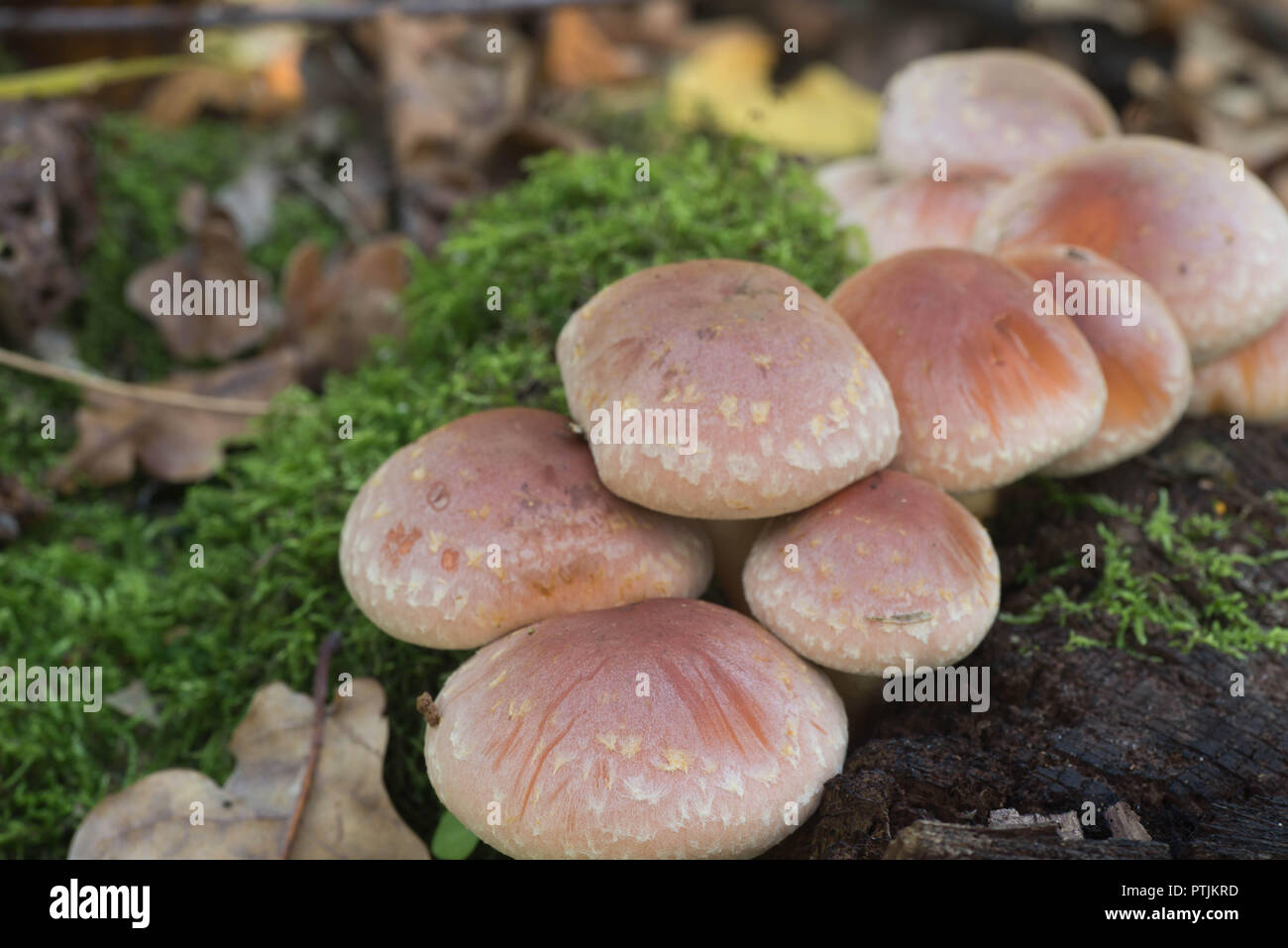 Hypholoma lateritium Brick cap Pilze auf Baumstumpf Stockfoto