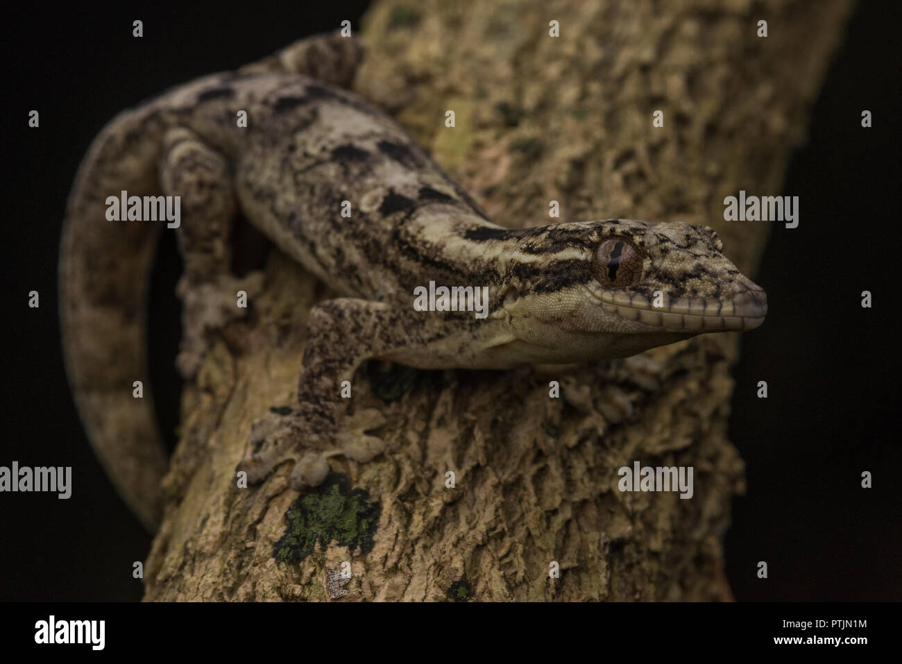 Thecadactylus solimoensis, dem südlichen Rübe tailed Gecko. Diese Person war tief im Dschungel der Madre de Dios, Peru gesehen. Stockfoto