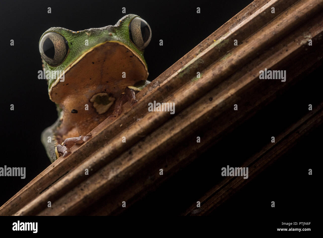 Eine weiße gesäumten leaf Frog (Phyllomedusa vaillantii) aus den peruanischen Dschungel in Madre de Dios, Peru. Stockfoto