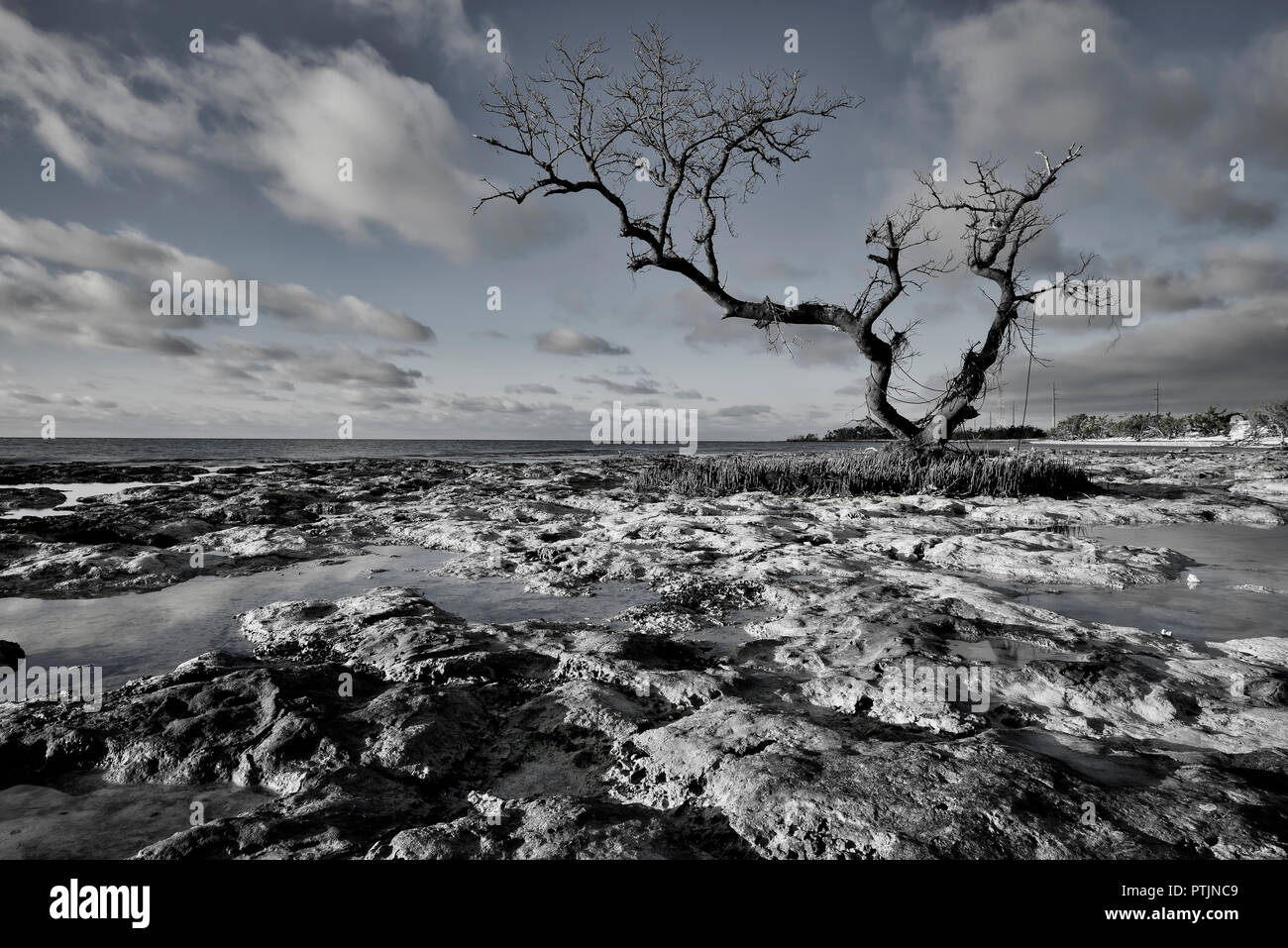 Einzigen Baum, der am frühen Morgen die Sonne auf den spanischen Hafen key in der Nähe von Bahia Honda State Park im unteren Florida Keys beleuchtet Stockfoto