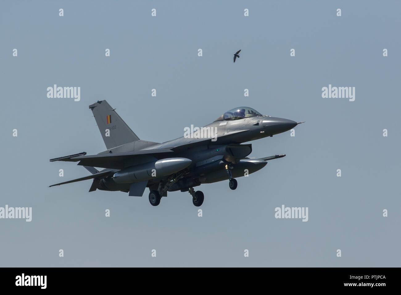 Leeuwarden, Niederlande 11.April 2016: Ein Vogel kommt nah an eine Landung F-16 Jet Fighter Stockfoto