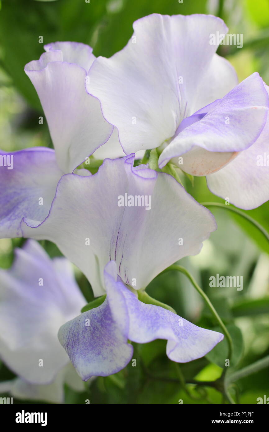 Lathryus odoratus "Betty Maiden' Sweet pea Blume in voller Blüte in einem Englischen Garten, Sommer. Hauptversammlung Stockfoto