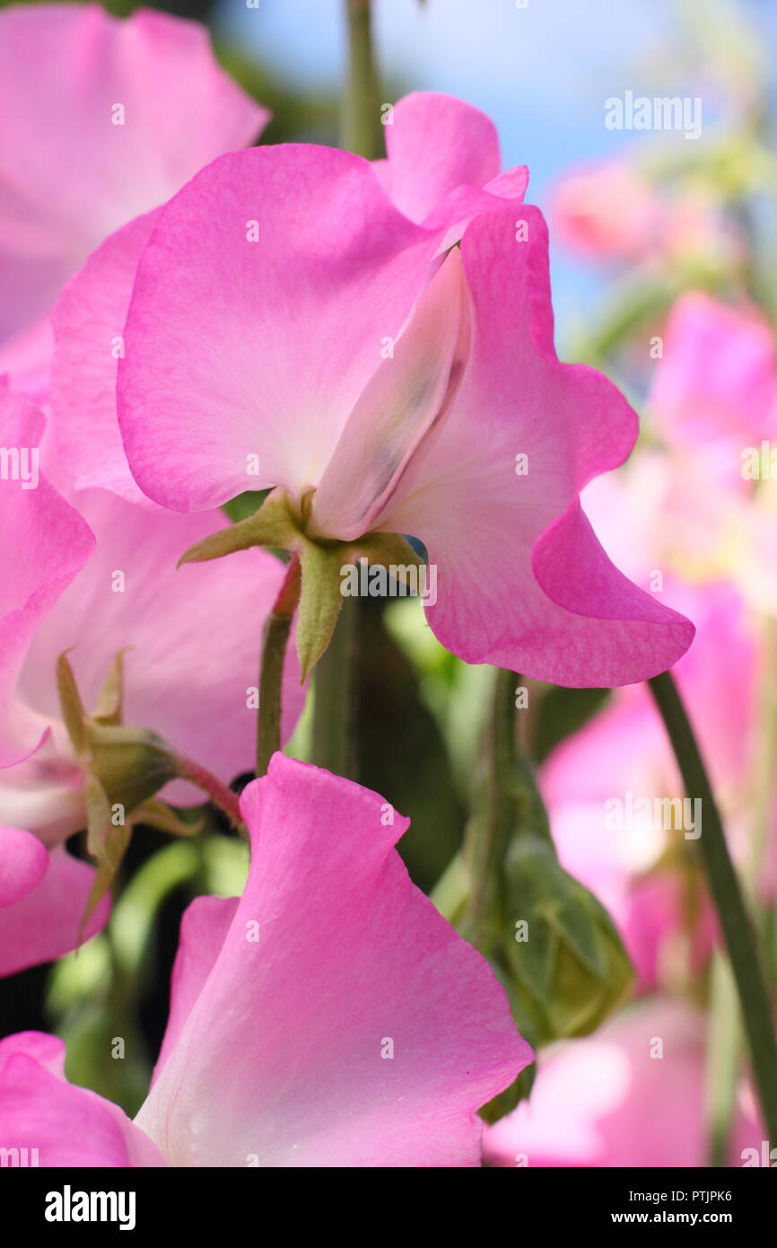 Lathyrus Odoratus "Gwendoline" Sweet pea in voller Blüte, Sommer, Großbritannien. Hauptversammlung Stockfoto