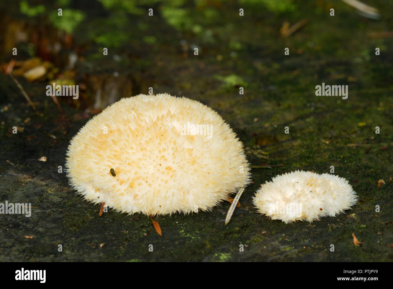 Zwei Halterungen Oligoporus ptychogaster Powderpuff oder Postia ptychogaster auf einem faulenden Baumstamm Stockfoto