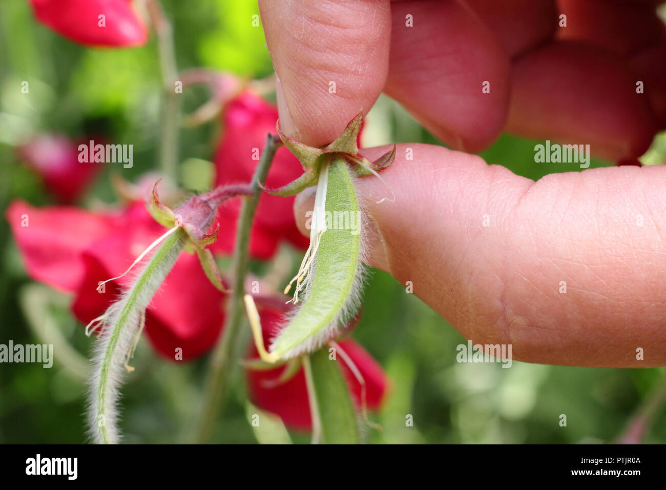 Lathyrus Odoratus. Entfernen von Hülsen aus Sweet pea plant zu fördern weitere Blüte Stockfoto