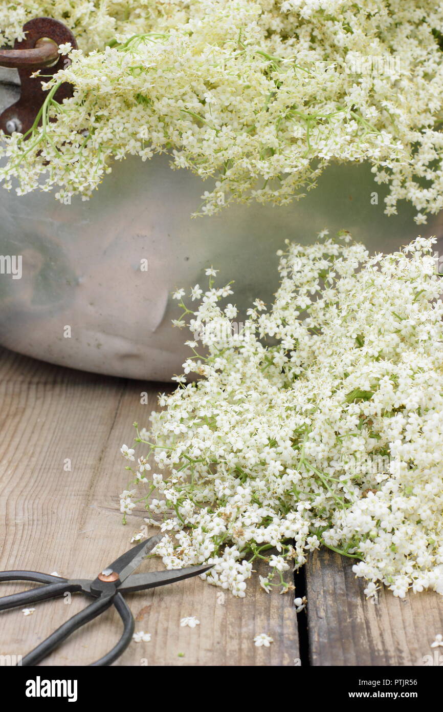 Sambucus nigra. Frisch gepflückten Holunderblüten blühen in einem Metallbehälter auf Holztisch, Sommer, England, Großbritannien Stockfoto