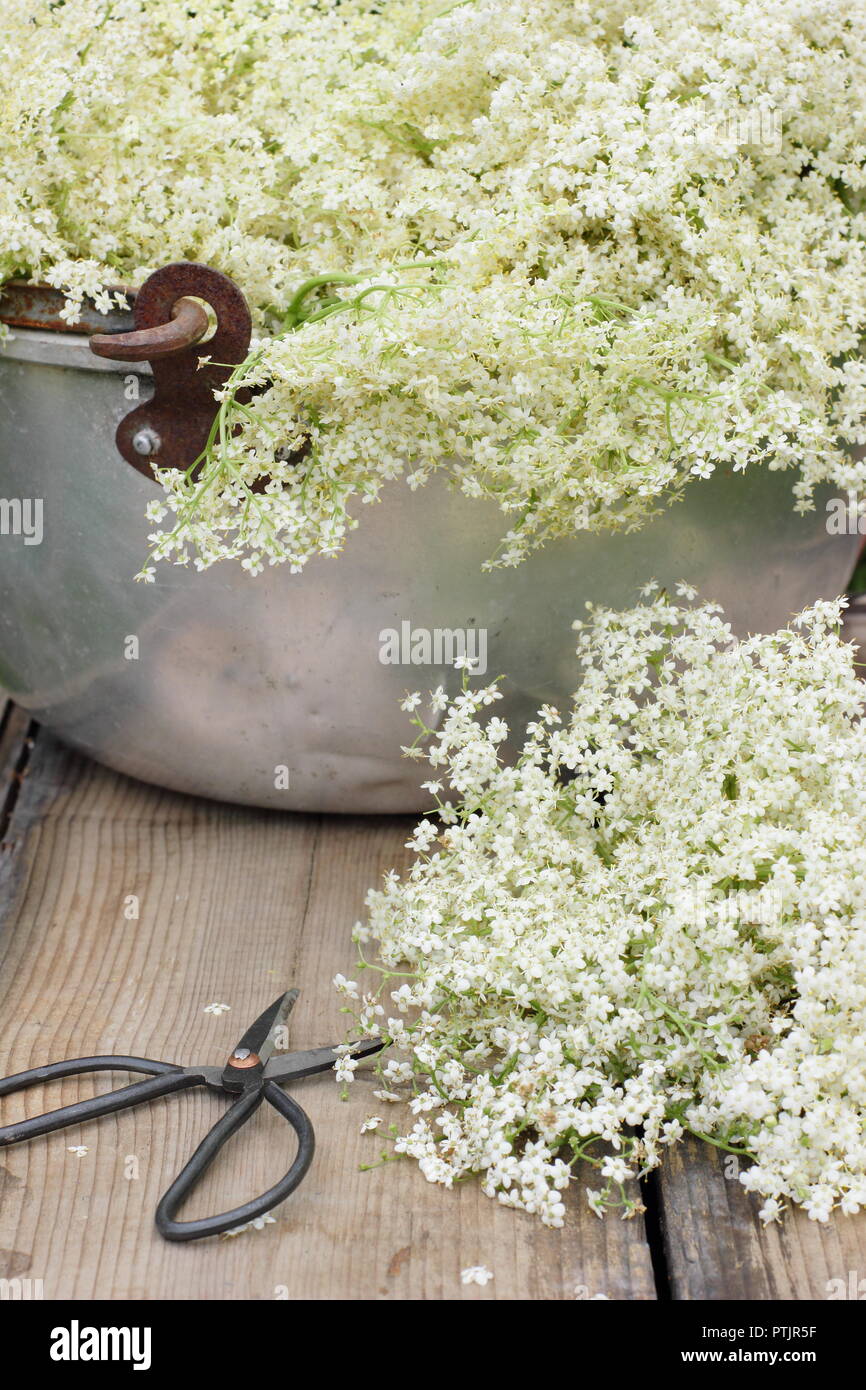 Sambucus nigra. Frisch gepflückten Holunderblüten blühen in einem Metallbehälter auf Holztisch, Sommer, England, Großbritannien Stockfoto