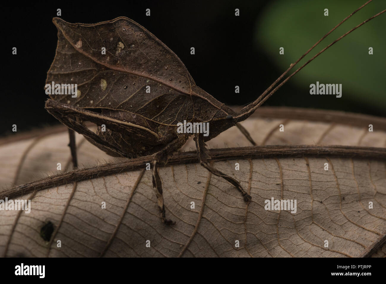Eine katydid ahmt ein totes Blatt in den Dschungel, um vor Feinden versteckt zu bleiben. Stockfoto