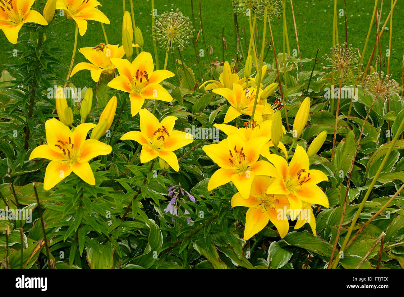 Sehr schönes, helles Gelb Sommer Blumen und frischen grünen Blättern. Geeignet für Hintergründe oder Hintergründe. Stockfoto