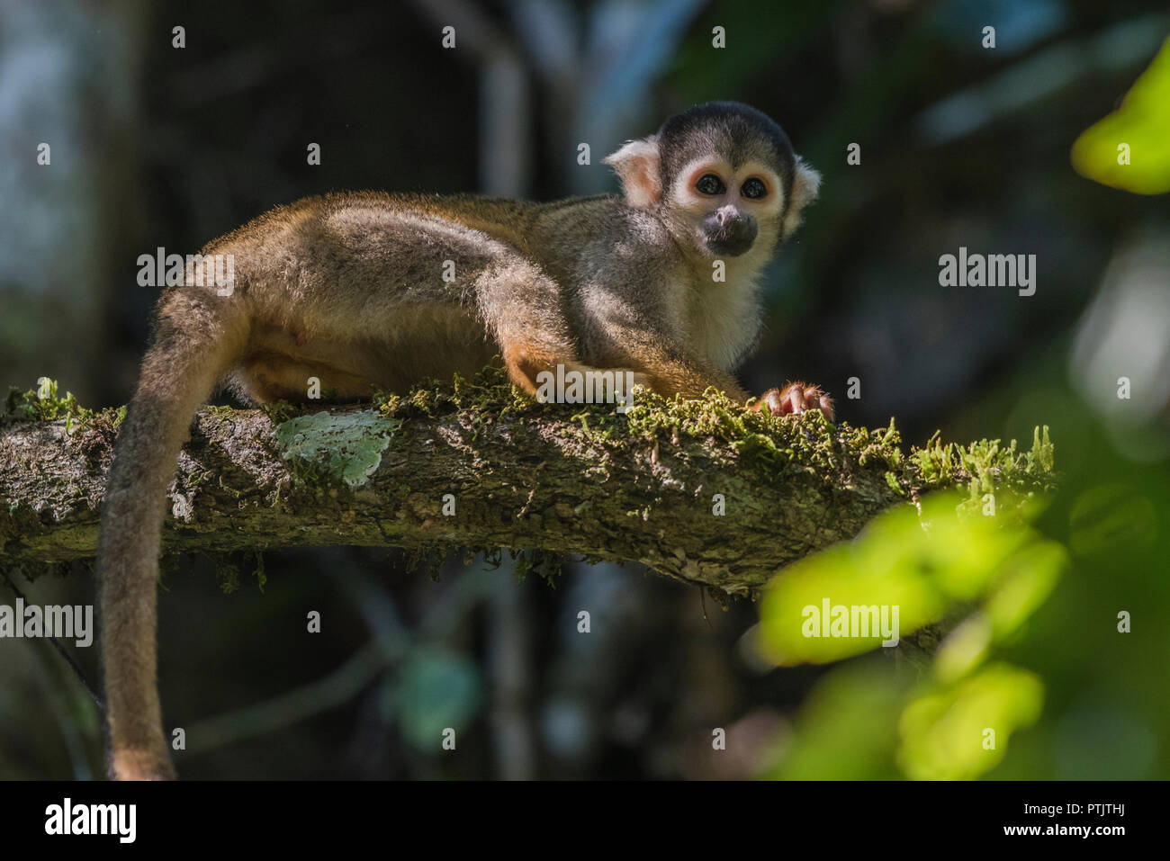 Eine wilde Black-capped Totenkopfäffchen (Saimiri Boliviensis) aus dem Dschungel in Madre de Dios, Peru. Stockfoto