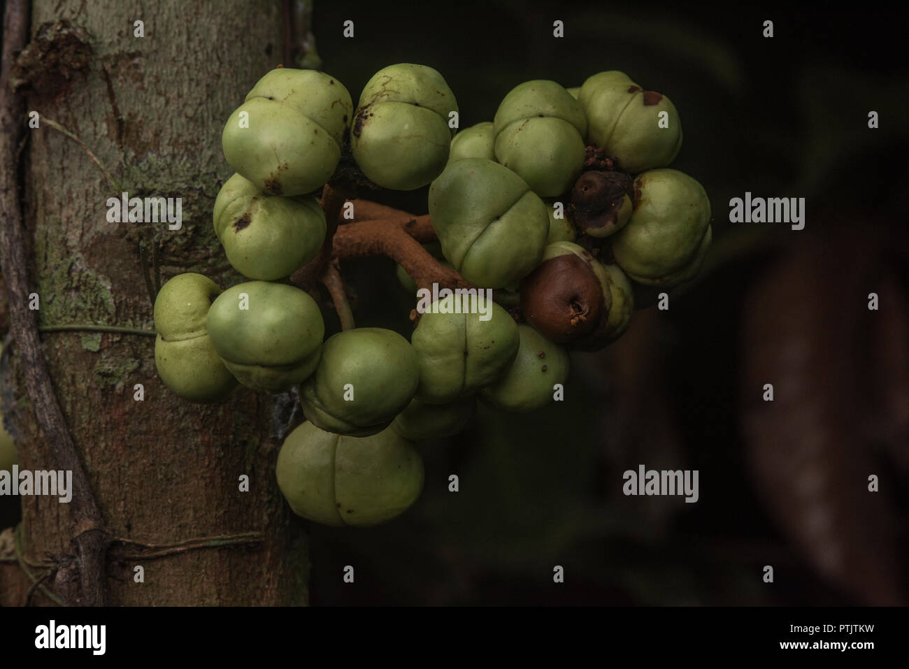 Eine Myristaceae Iruanthera Arten aus der Familie, der Frucht heraus wächst aus dem Kofferraum. Stockfoto