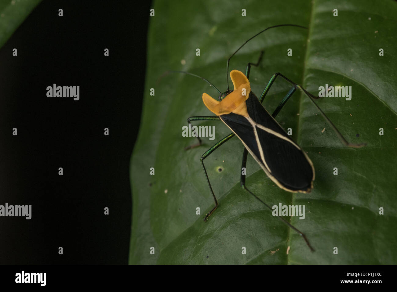 Ein Blatt footed Bug aus den Urwald des Amazonas in Peru. Die Farben wahrscheinlich Signal Toxizität für potentielle Raubtiere. Stockfoto