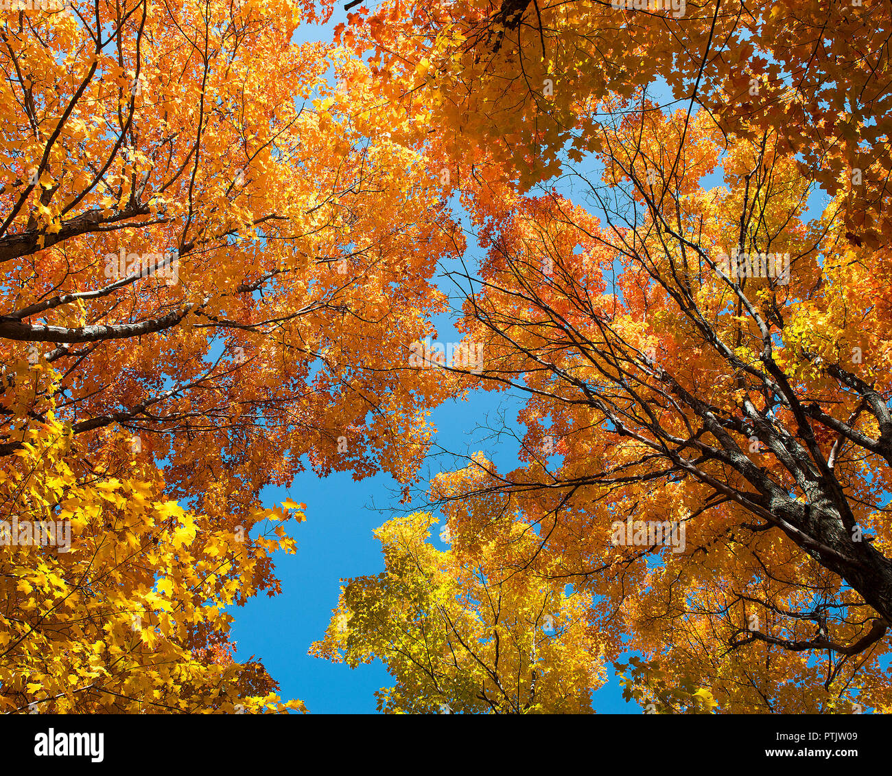 Herbst Landschaft seine bunten Jahreszeit. Herbst Landschaft Landschaft seine bunten Jahreszeit schaut in den Himmel mit einem Stockfoto
