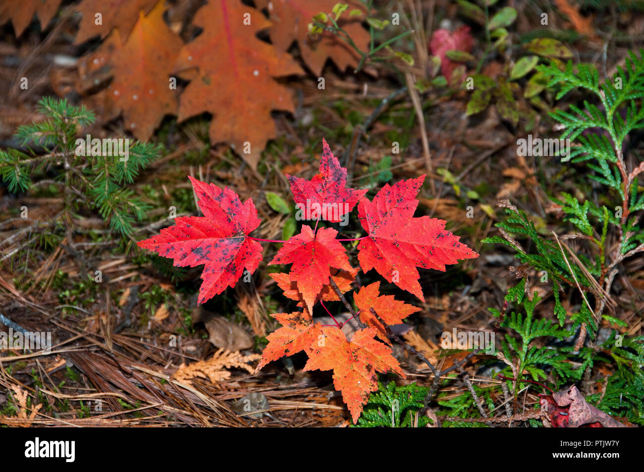 Herbst Landschaft seine bunte Blätter. Stockfoto