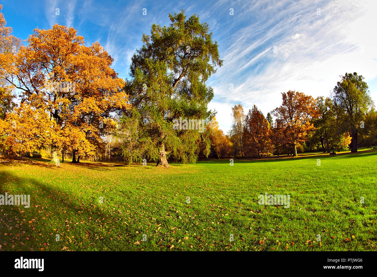 Der Herbst ist hier. Das Wetter noch warm und die Sonne scheint aber Bäume sind die schönen goldenen Farben Stockfoto