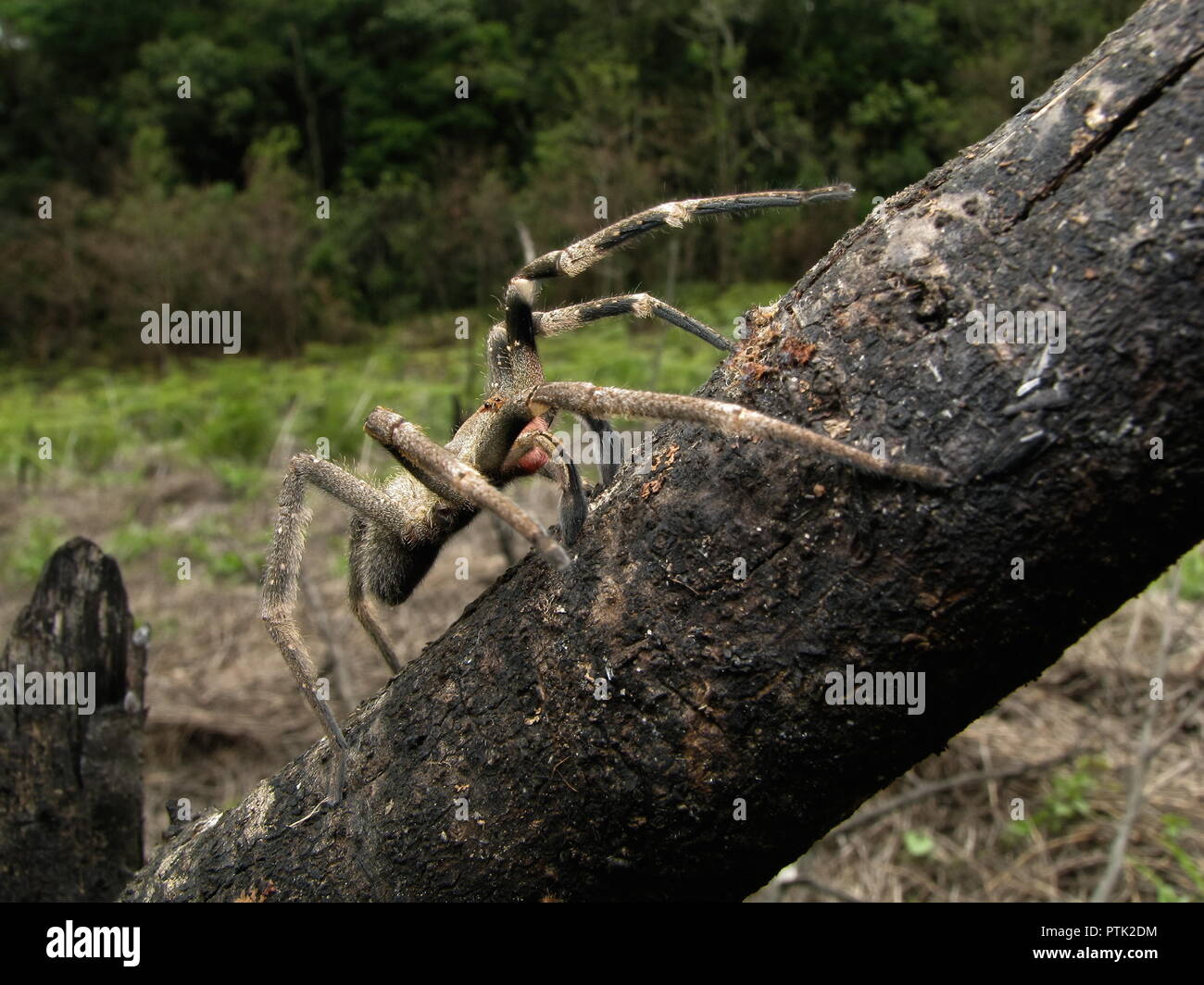 Brasilianische wandering Spinne (armadeira) zu Fuß auf Holz, giftige Spinne aus Südamerika, auch bekannt als Phoneutria, mit ein paar tödliche Stiche. Stockfoto