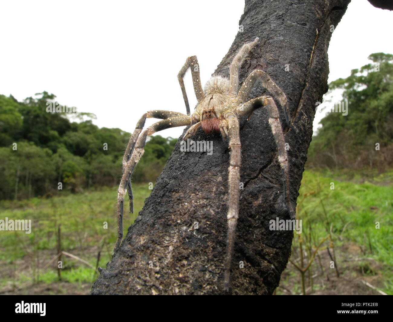 Brasilianische wandering Spinne (Phoneutria) auf verbranntem Holz, giftige Spinne aus Südamerika, auch bekannt als Armadeira, mit wenigen fatalen Biss Unfälle. Stockfoto