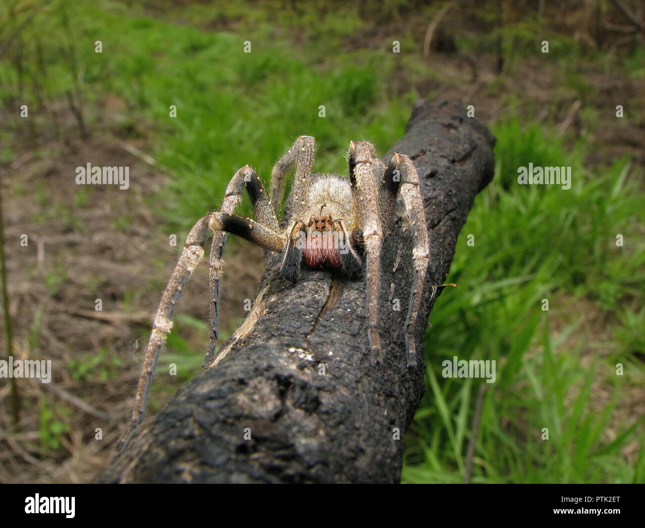 Brasilianische wandering Spinne (Phoneutria) auf einem offenen Feld, giftige Spinne aus Südamerika, auch bekannt als Armadeira, mit wenigen fatalen Biss Unfälle. Stockfoto