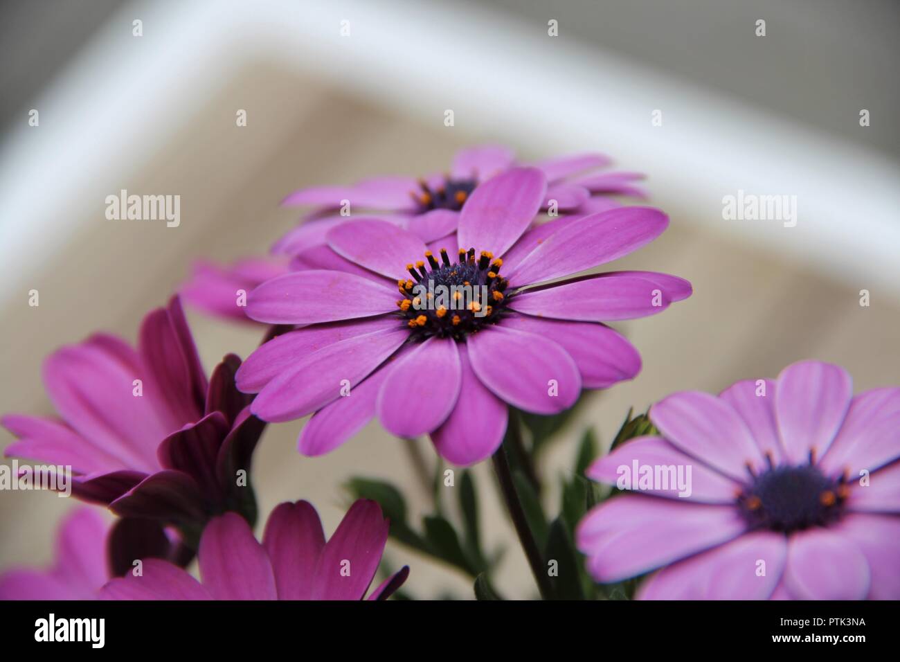 Nahaufnahmen von Blumen. Stockfoto