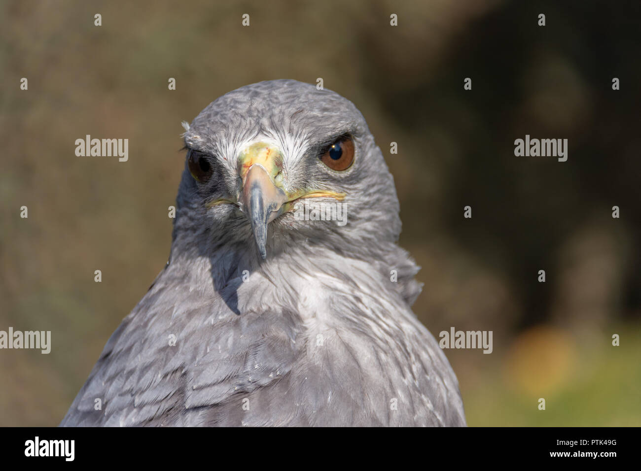 Hawk Kopf Nahaufnahme Stockfoto