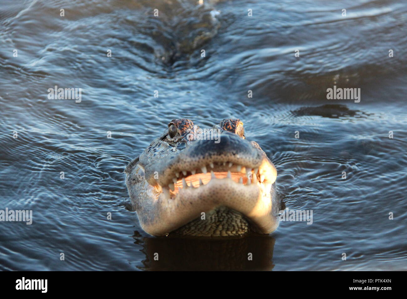 Sumpf in New Orleans Stockfoto